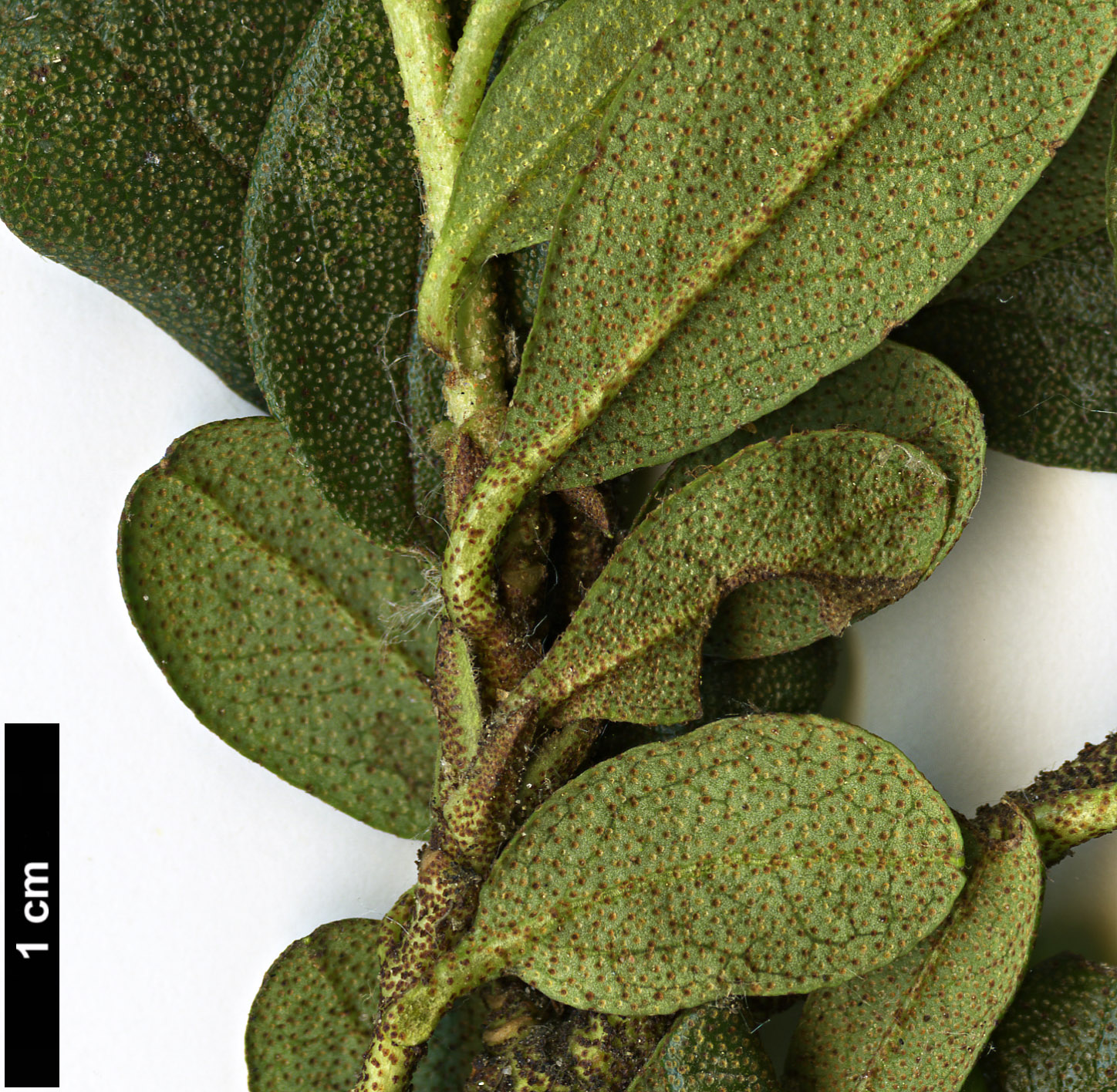 High resolution image: Family: Ericaceae - Genus: Rhododendron - Taxon: russatum - SpeciesSub: 'Collingwood Ingram'